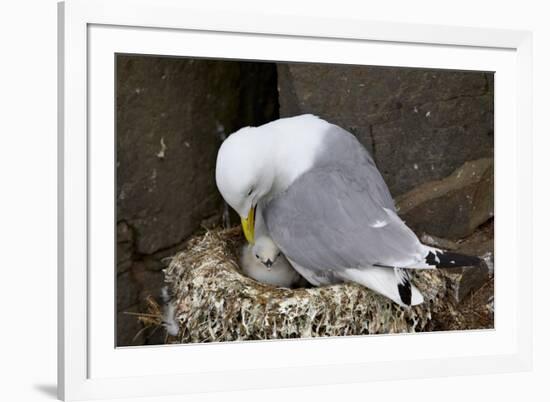 Black-Legged Kittiwake (Rissa Tridactyla) Adult and Chick on the Nest, Iceland, Polar Regions-James-Framed Photographic Print