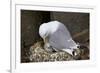 Black-Legged Kittiwake (Rissa Tridactyla) Adult and Chick on the Nest, Iceland, Polar Regions-James-Framed Photographic Print