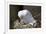 Black-Legged Kittiwake (Rissa Tridactyla) Adult and Chick on the Nest, Iceland, Polar Regions-James-Framed Photographic Print