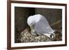 Black-Legged Kittiwake (Rissa Tridactyla) Adult and Chick on the Nest, Iceland, Polar Regions-James-Framed Photographic Print