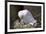 Black-Legged Kittiwake (Rissa Tridactyla) Adult and Chick on the Nest, Iceland, Polar Regions-James-Framed Photographic Print