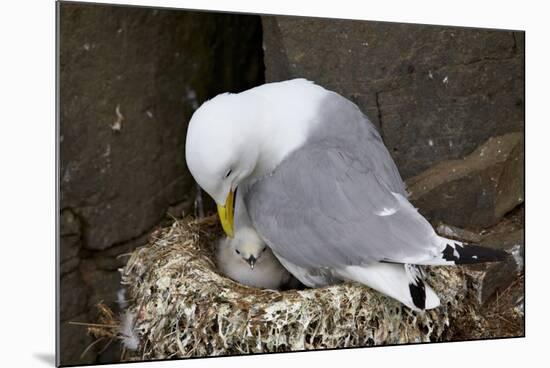 Black-Legged Kittiwake (Rissa Tridactyla) Adult and Chick on the Nest, Iceland, Polar Regions-James-Mounted Photographic Print