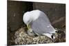 Black-Legged Kittiwake (Rissa Tridactyla) Adult and Chick on the Nest, Iceland, Polar Regions-James-Mounted Photographic Print