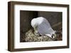 Black-Legged Kittiwake (Rissa Tridactyla) Adult and Chick on the Nest, Iceland, Polar Regions-James-Framed Photographic Print