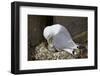 Black-Legged Kittiwake (Rissa Tridactyla) Adult and Chick on the Nest, Iceland, Polar Regions-James-Framed Photographic Print