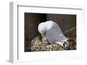 Black-Legged Kittiwake (Rissa Tridactyla) Adult and Chick on the Nest, Iceland, Polar Regions-James-Framed Photographic Print