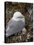 Black-Legged Kittiwake (Rissa Tridactyla) Adult and Two Chicks on the Nest, Iceland, Polar Regions-James Hager-Stretched Canvas