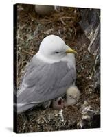 Black-Legged Kittiwake (Rissa Tridactyla) Adult and Two Chicks on the Nest, Iceland, Polar Regions-James Hager-Stretched Canvas