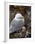 Black-Legged Kittiwake (Rissa Tridactyla) Adult and Two Chicks on the Nest, Iceland, Polar Regions-James Hager-Framed Photographic Print