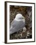 Black-Legged Kittiwake (Rissa Tridactyla) Adult and Two Chicks on the Nest, Iceland, Polar Regions-James Hager-Framed Photographic Print