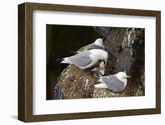 Black-Legged Kittiwake (Rissa Tridactyla) Adult Feeding a Chick on the Nest, Iceland, Polar Regions-James Hager-Framed Photographic Print