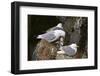 Black-Legged Kittiwake (Rissa Tridactyla) Adult Feeding a Chick on the Nest, Iceland, Polar Regions-James Hager-Framed Photographic Print