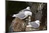 Black-Legged Kittiwake (Rissa Tridactyla) Adult Feeding a Chick on the Nest, Iceland, Polar Regions-James Hager-Mounted Photographic Print