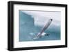 Black-Legged Kittiwake (Rissa Tridactyla) Catching Small Fish Amongst the Ice in Lancaster Sound-Michael Nolan-Framed Photographic Print