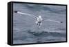 Black-Legged Kittiwake (Rissa Tridactyla) Catching Small Terapods at Cape Hay-Michael Nolan-Framed Stretched Canvas