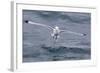 Black-Legged Kittiwake (Rissa Tridactyla) Catching Small Terapods at Cape Hay-Michael Nolan-Framed Photographic Print