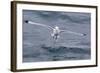 Black-Legged Kittiwake (Rissa Tridactyla) Catching Small Terapods at Cape Hay-Michael Nolan-Framed Photographic Print