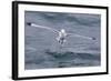 Black-Legged Kittiwake (Rissa Tridactyla) Catching Small Terapods at Cape Hay-Michael Nolan-Framed Photographic Print