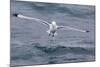 Black-Legged Kittiwake (Rissa Tridactyla) Catching Small Terapods at Cape Hay-Michael Nolan-Mounted Photographic Print