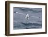 Black-Legged Kittiwake (Rissa Tridactyla) Catching Small Terapods at Cape Hay-Michael Nolan-Framed Photographic Print