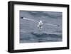 Black-Legged Kittiwake (Rissa Tridactyla) Catching Small Terapods at Cape Hay-Michael Nolan-Framed Photographic Print