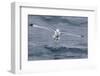 Black-Legged Kittiwake (Rissa Tridactyla) Catching Small Terapods at Cape Hay-Michael Nolan-Framed Photographic Print