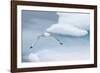 Black-Legged Kittiwake (Rissa Tridactyla) Fishing for Small Prey Amongst the Ice in Lancaster Sound-Michael Nolan-Framed Photographic Print