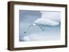 Black-Legged Kittiwake (Rissa Tridactyla) Fishing for Small Prey Amongst the Ice in Lancaster Sound-Michael Nolan-Framed Photographic Print