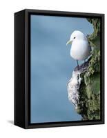 Black-Legged Kittiwake-null-Framed Stretched Canvas