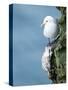 Black-Legged Kittiwake-null-Stretched Canvas