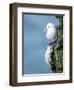 Black-Legged Kittiwake-null-Framed Photographic Print