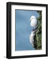 Black-Legged Kittiwake-null-Framed Photographic Print