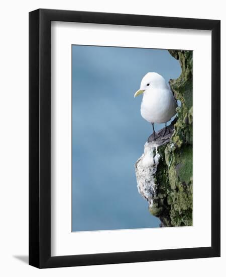 Black-Legged Kittiwake-null-Framed Photographic Print