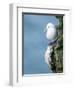 Black-Legged Kittiwake-null-Framed Photographic Print