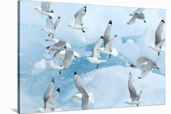 Black Legged Kittiwakes (Rissa Tridactyla) in Flight over Ice, Kungsfjord, Svalbard, Norway, June-de la-Stretched Canvas