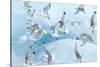 Black Legged Kittiwakes (Rissa Tridactyla) in Flight over Ice, Kungsfjord, Svalbard, Norway, June-de la-Stretched Canvas