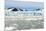 Black-Legged Kittiwakes (Rissa Tridactyla) on Ice Floe, Lilliehook Glacier in Lilliehook Fjord-G&M Therin-Weise-Mounted Premium Photographic Print