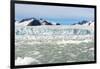 Black-Legged Kittiwakes (Rissa Tridactyla) on Ice Floe, Lilliehook Glacier in Lilliehook Fjord-G&M Therin-Weise-Framed Premium Photographic Print