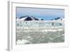 Black-Legged Kittiwakes (Rissa Tridactyla) on Ice Floe, Lilliehook Glacier in Lilliehook Fjord-G&M Therin-Weise-Framed Photographic Print