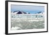 Black-Legged Kittiwakes (Rissa Tridactyla) on Ice Floe, Lilliehook Glacier in Lilliehook Fjord-G&M Therin-Weise-Framed Photographic Print