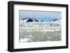 Black-Legged Kittiwakes (Rissa Tridactyla) on Ice Floe, Lilliehook Glacier in Lilliehook Fjord-G&M Therin-Weise-Framed Photographic Print