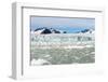 Black-Legged Kittiwakes (Rissa Tridactyla) on Ice Floe, Lilliehook Glacier in Lilliehook Fjord-G&M Therin-Weise-Framed Photographic Print