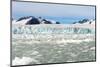 Black-Legged Kittiwakes (Rissa Tridactyla) on Ice Floe, Lilliehook Glacier in Lilliehook Fjord-G&M Therin-Weise-Mounted Photographic Print