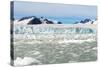 Black-Legged Kittiwakes (Rissa Tridactyla) on Ice Floe, Lilliehook Glacier in Lilliehook Fjord-G&M Therin-Weise-Stretched Canvas