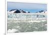 Black-Legged Kittiwakes (Rissa Tridactyla) on Ice Floe, Lilliehook Glacier in Lilliehook Fjord-G&M Therin-Weise-Framed Photographic Print