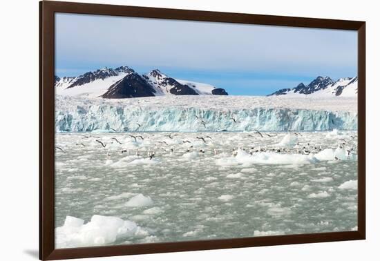 Black-Legged Kittiwakes (Rissa Tridactyla) on Ice Floe, Lilliehook Glacier in Lilliehook Fjord-G&M Therin-Weise-Framed Photographic Print