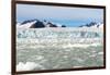 Black-Legged Kittiwakes (Rissa Tridactyla) on Ice Floe, Lilliehook Glacier in Lilliehook Fjord-G&M Therin-Weise-Framed Photographic Print