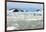 Black-Legged Kittiwakes (Rissa Tridactyla) on Ice Floe, Lilliehook Glacier in Lilliehook Fjord-G&M Therin-Weise-Framed Photographic Print