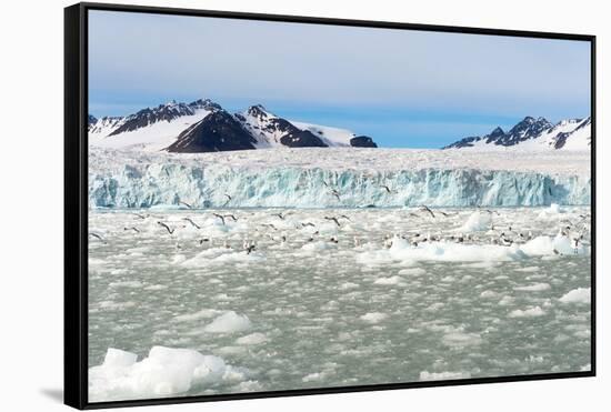 Black-Legged Kittiwakes (Rissa Tridactyla) on Ice Floe, Lilliehook Glacier in Lilliehook Fjord-G&M Therin-Weise-Framed Stretched Canvas
