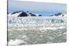 Black-Legged Kittiwakes (Rissa Tridactyla) on Ice Floe, Lilliehook Glacier in Lilliehook Fjord-G&M Therin-Weise-Stretched Canvas